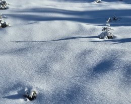 Chalet Cocooning L'Ours Blanc 