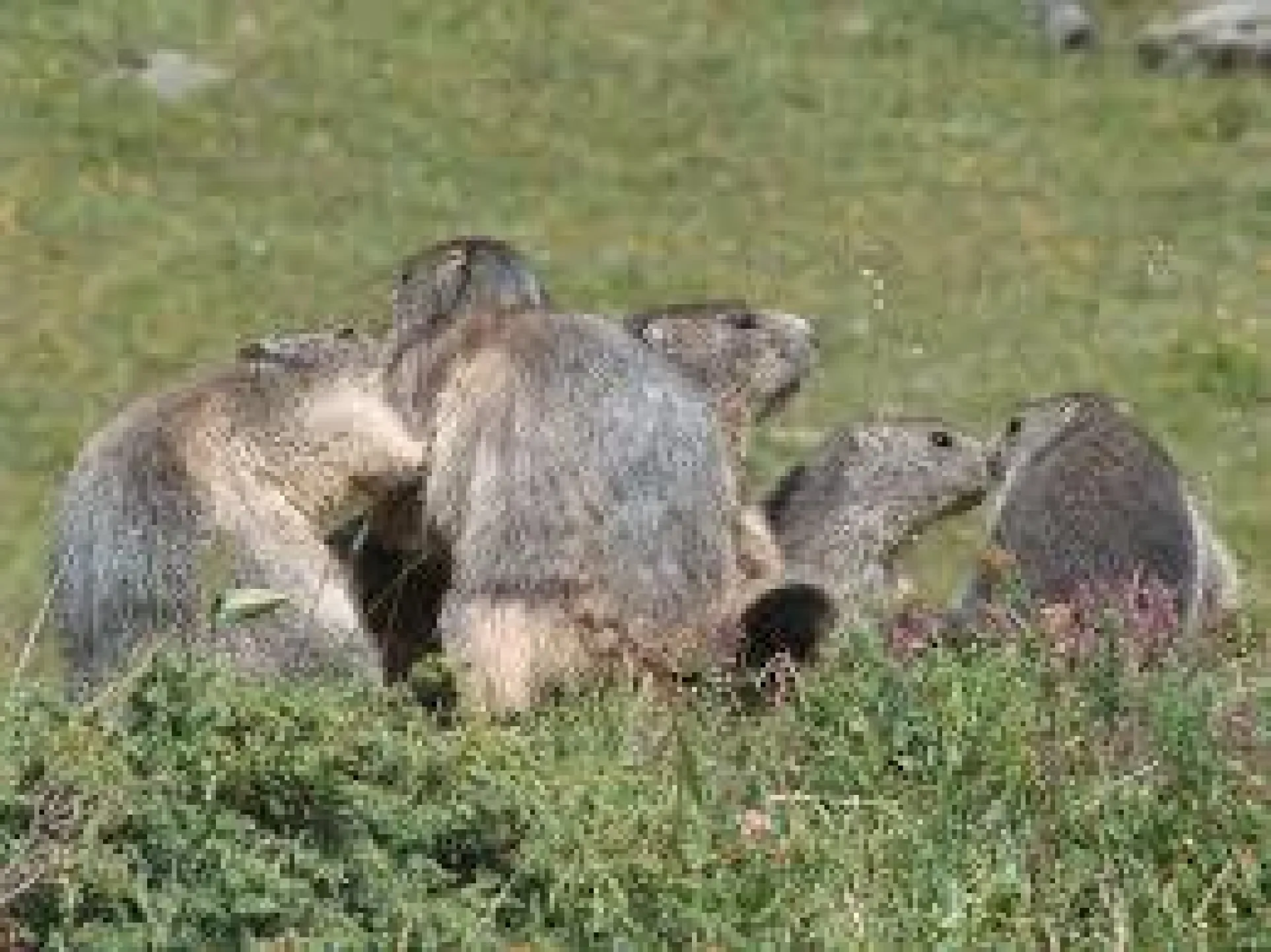 Marmottes