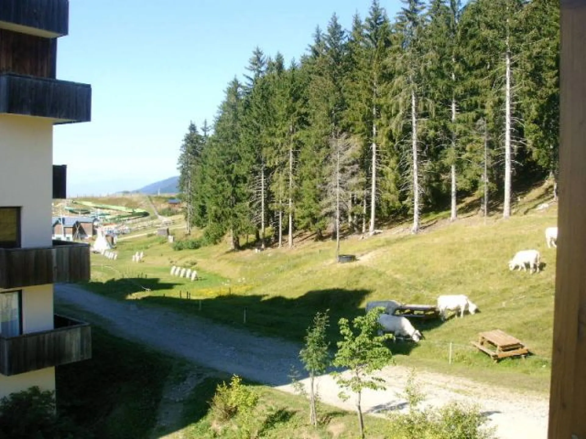 Le cabri 1