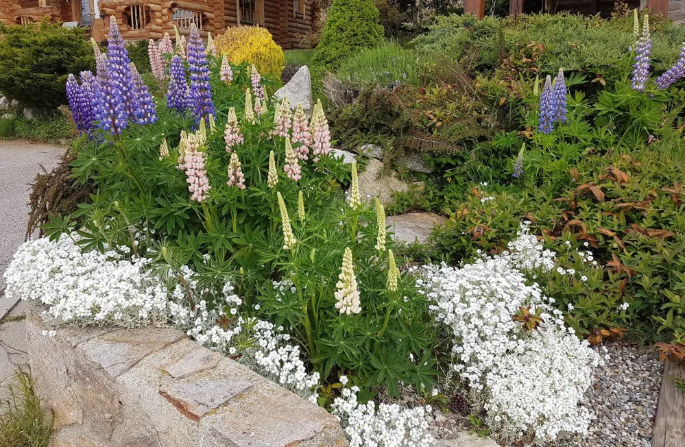 Les lupins dans le jardin de rocaille, en juin.