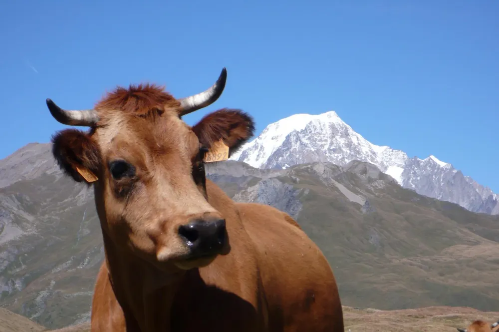 vache Tarine