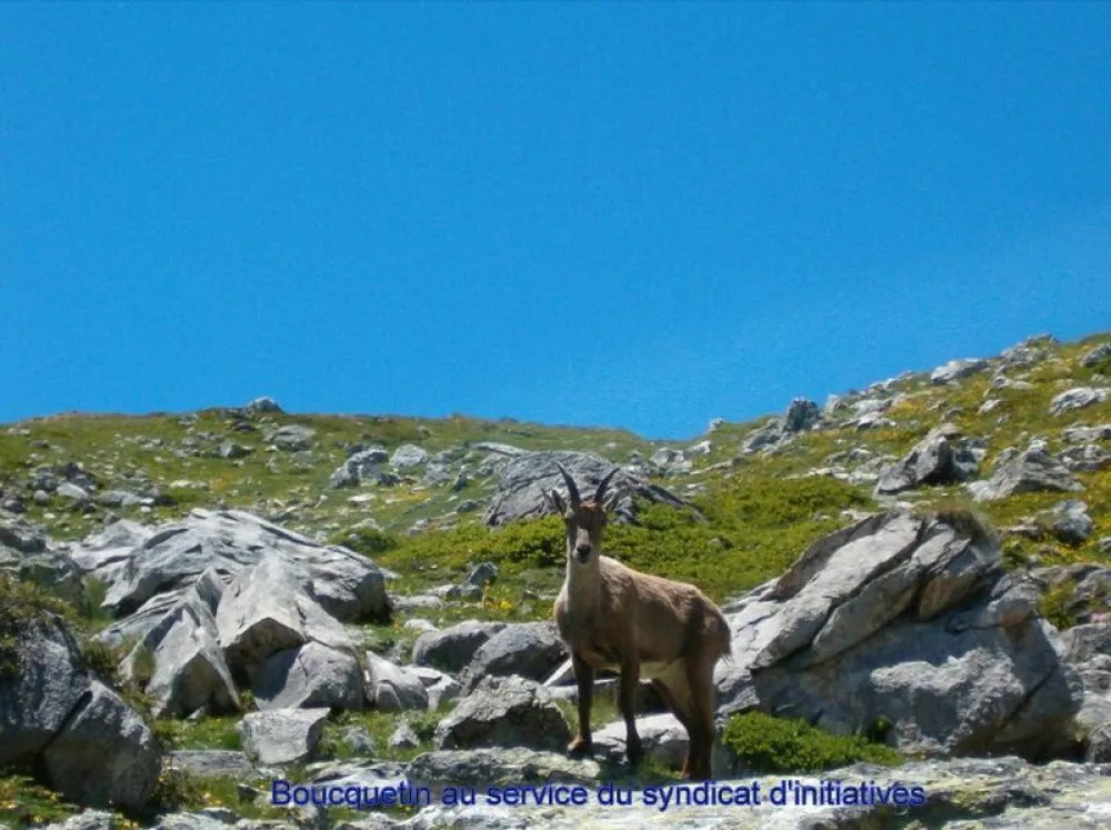 Très beau bouquetin  croisé lors d'une randonnée dans le parc de la Vanoise.