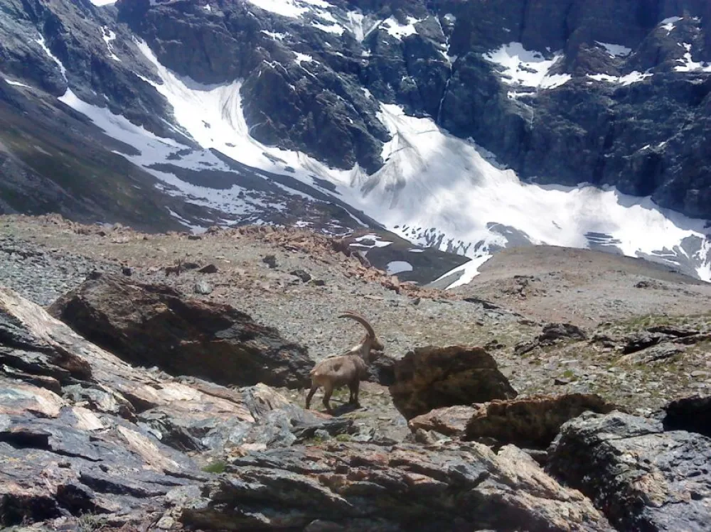 Lors de belles randonnées vers l'ouille du Midi des rencontres surprenantes.