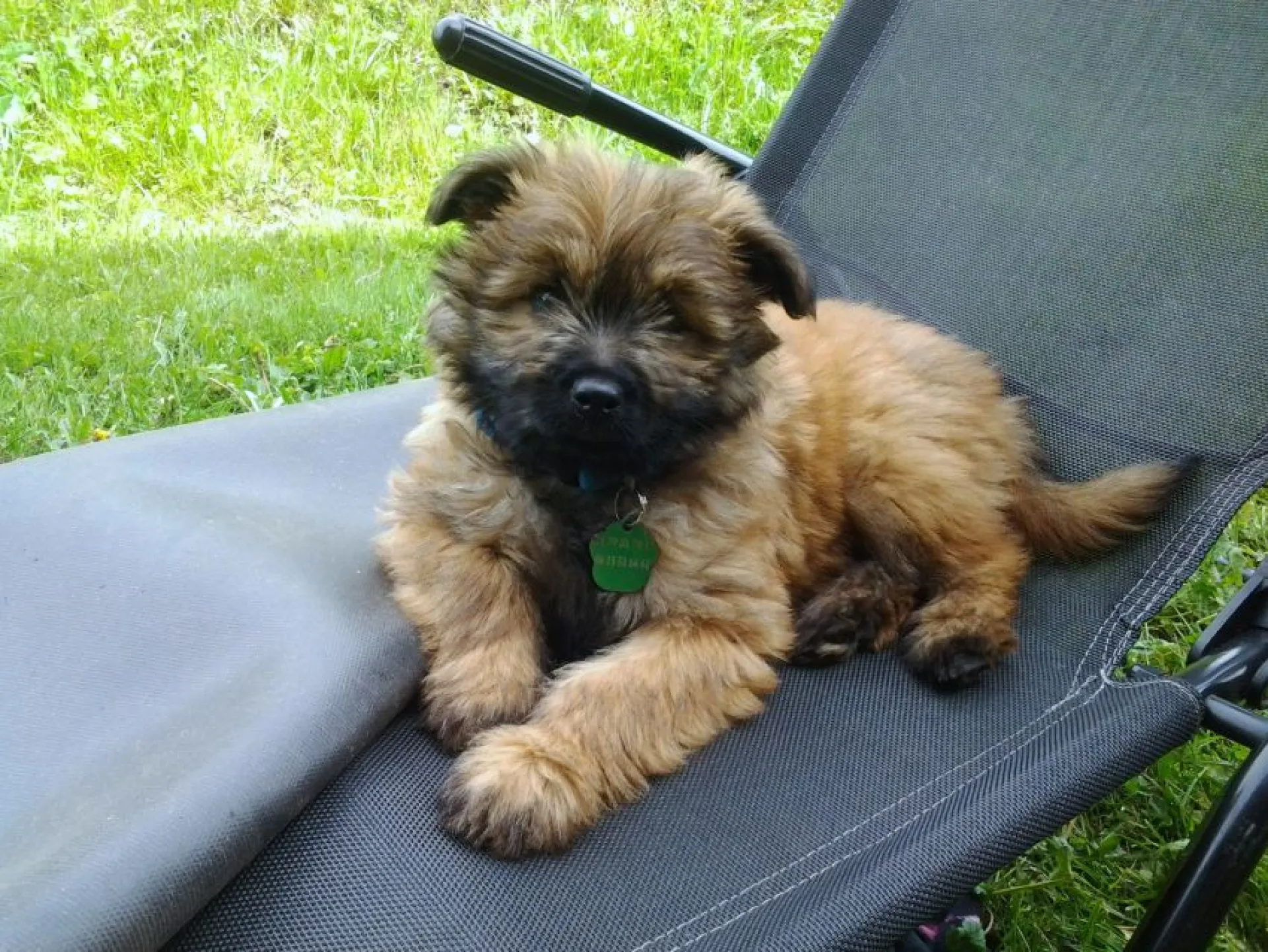 LA MASCOTTE DU CHALET : JAZZ