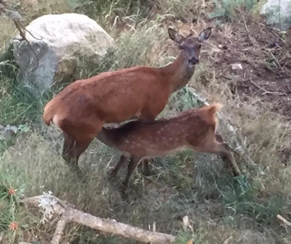 La biche et son faon viennent nous rendre visite devant le chalet